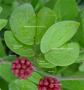  Leaf and Flower Heads